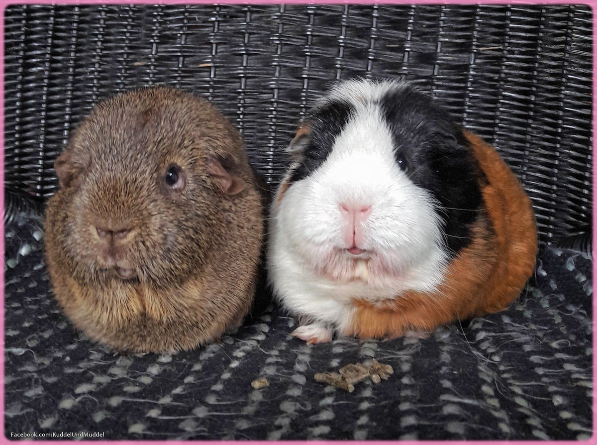 KuddelUndMuddel's tweet photo. Guinea pigs are absolutely suitable to make you feel better 🙂
😍
#meerilove
#meerschweinchen #cavy #cavies #cavylover #Wutzen #meeri #cavycuteness #guienapig #fellnasen #Schweinchenliebe #meerilove #モルモット #muig #cochondinde #piggycuteness #swinkamorska https://t.co/5HvRsjXH3N