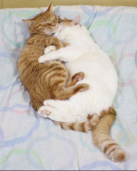 gentleeeeeeecat's tweet photo. sweet dreams https://t.co/wqvJopJBk4