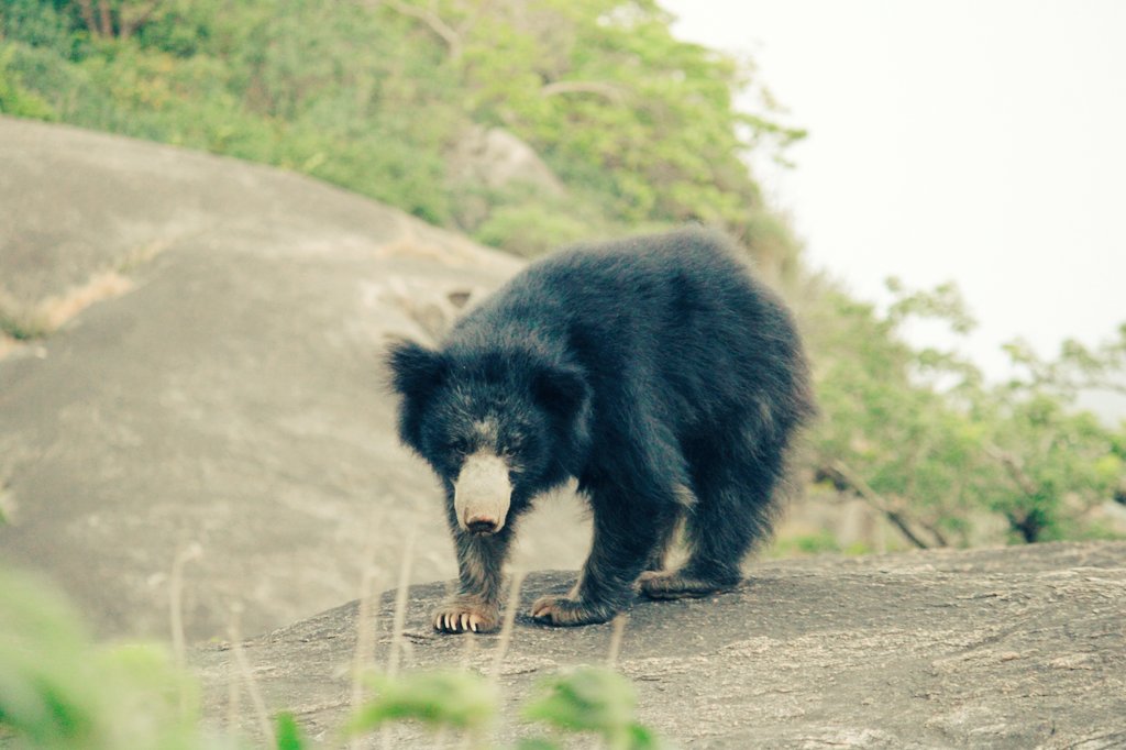 Great opportunity for me to talk about my experiences working on #Slothbears in #India. Thank you <a href="/BerksMammals/">Berks Mammal Group</a> for inviting me. <a href="/bearbiology/">Jennifer Richardson👄♀</a> <a href="/BearTrust/">Bear Trust International</a> <a href="/ruffordgrants/">Rufford Foundation</a> <a href="/order_carnivora/">S.P.E.C.I.E.S.</a> <a href="/hwctf/">IUCN SSC Human-Wildlife Conflict & Coexistence SG</a> <a href="/IUCNssc/">IUCN Species Survival Commission</a> <a href="/BritishEcolSoc/">British Ecological Society</a>