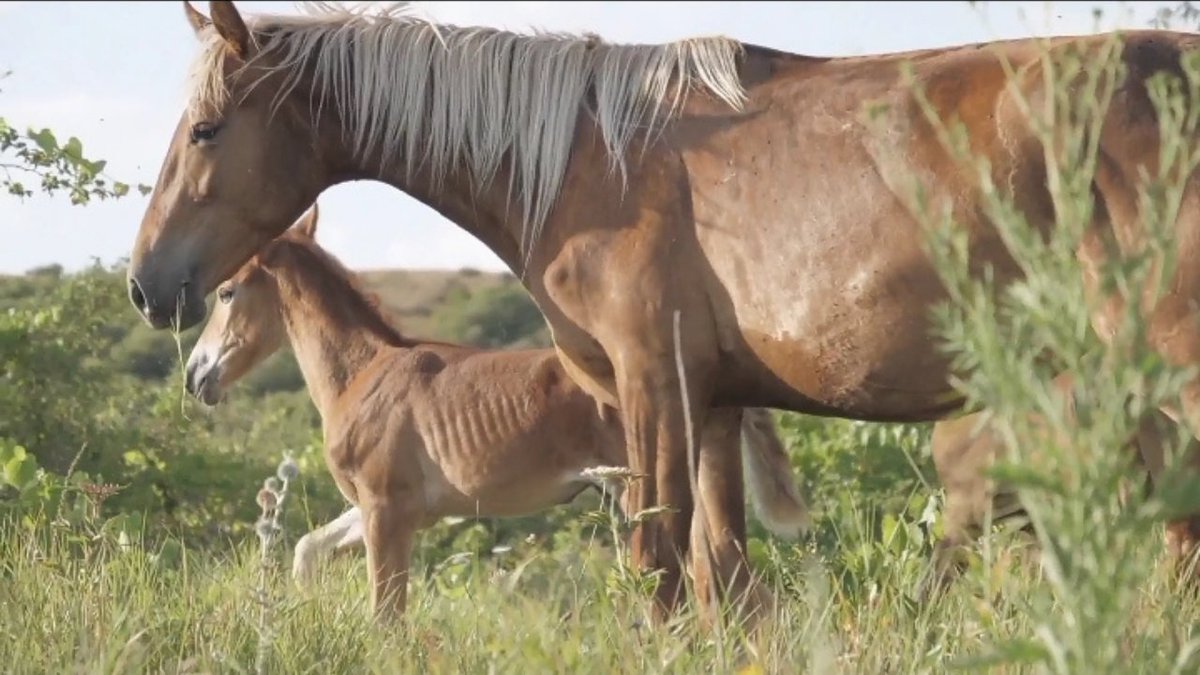 Cute Horse Race Videos Compliation Moment - #MRL Animals, For wach :  youtu.be/PfDOEW8CvWk
