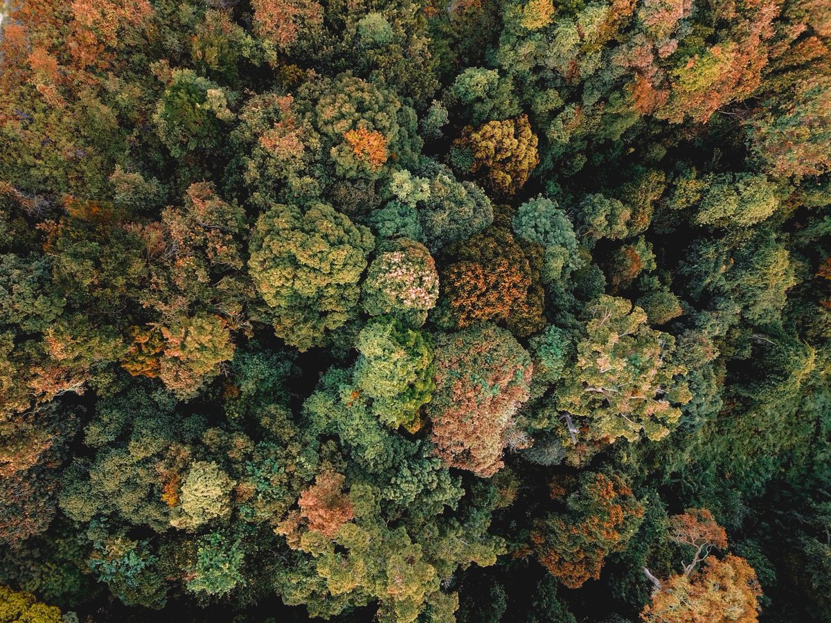 FSCNL's tweet photo. Vandaag, op FSC Friday, besteden we extra aandacht aan de bossen! Gezonde bossen zijn cruciaal voor klimaat, biodiversiteit, voor ons allemaal. Hieraan werken wij samen met onze partners.
#FSCFriday #Forestsforallforever #partners https://t.co/x58VeLpa59