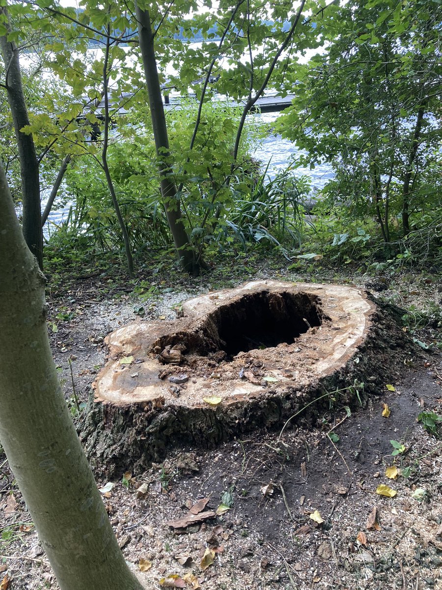 JanWill80178048's tweet photo. Advies BVC om te rooien terecht gezien de aantasting en locatie . Boom helde sterk over de loopsteigers van de Kralingse Plas. Gelukkig grote buurbomen om verlies enigszins te compenseren. @Stadsbeheer010 @UWbomen Bomenploeg snel actie ondernomen 👍👍 https://t.co/VlKet6XoyA