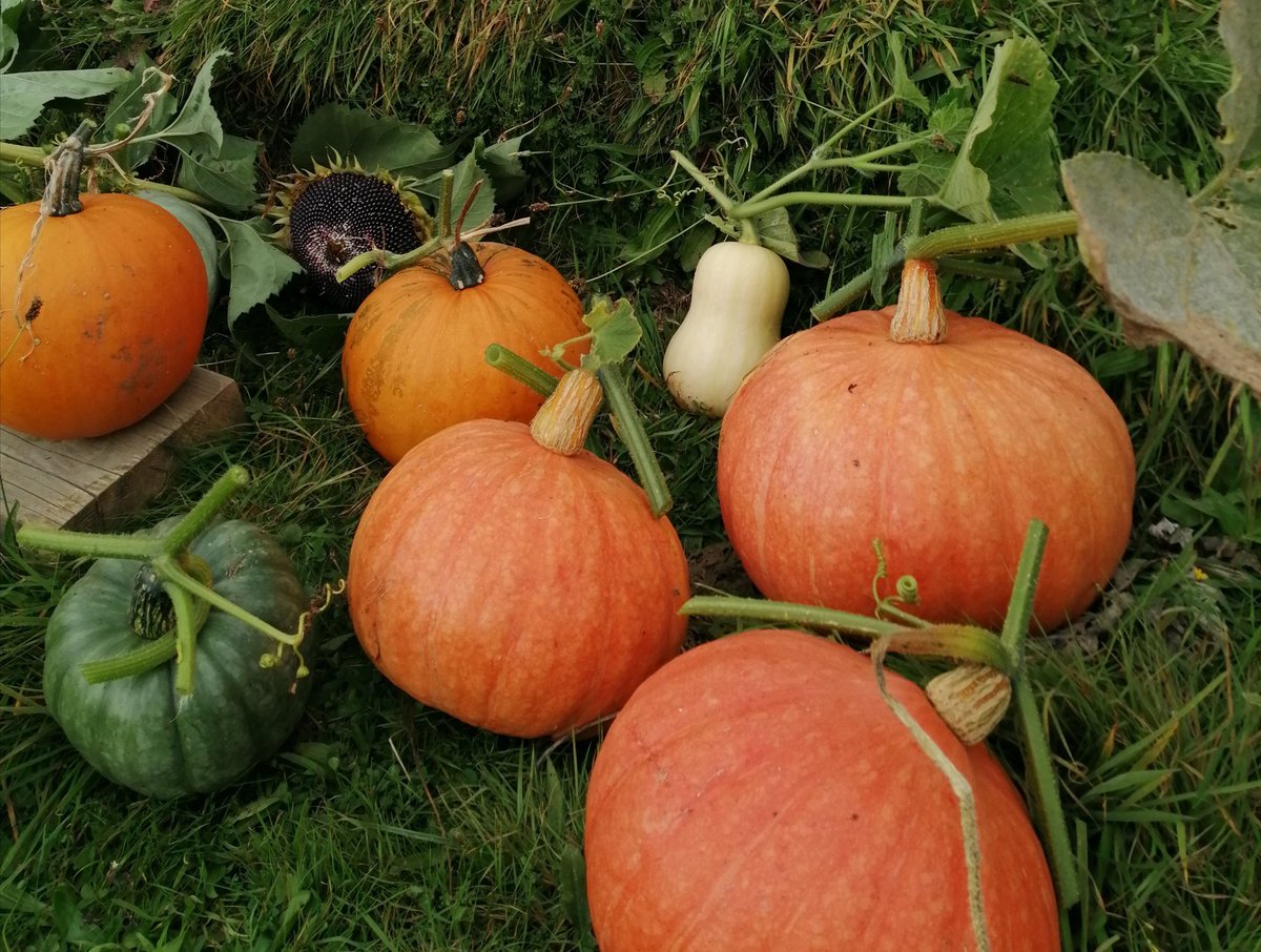 johnsoundspace's tweet photo. Starting to bring in the alotti harvest for this year - thankyou World for these :) #localfood, #pumpkins, #climatephysics, #phenology, #watchforfrosts. https://t.co/z9WtyBToOq