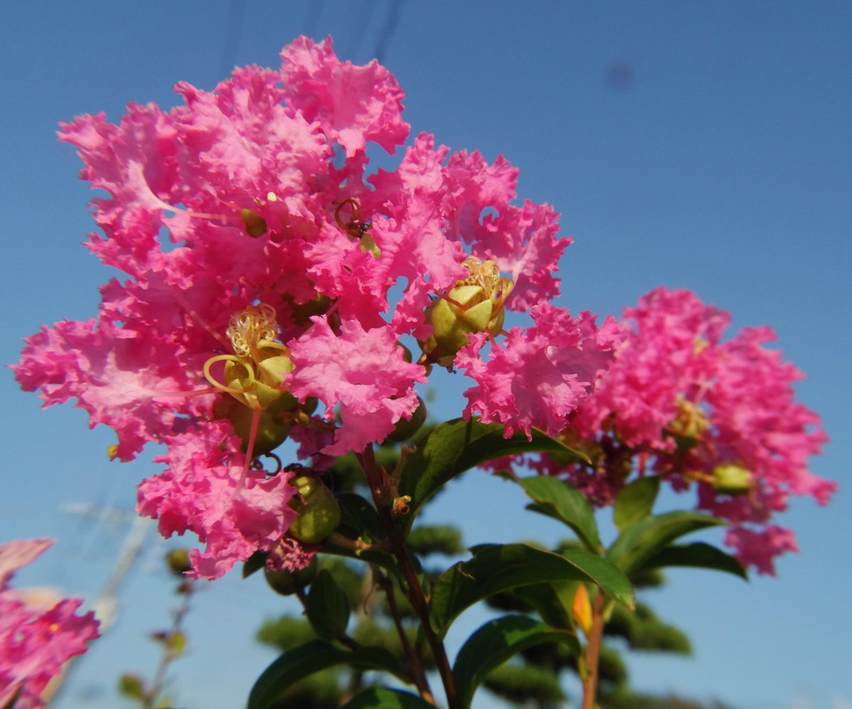 樹木 Twitter Search