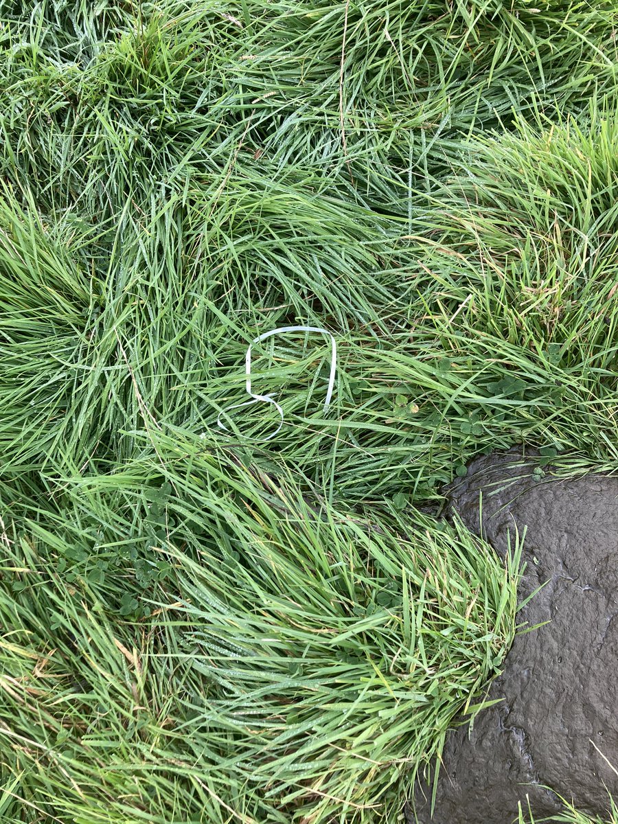 🐑 Farmer Dixon 🐐🐮🐓🐏🌿 (@southyeoeast) on Twitter photo Well crap. A farming nightmare. Piece of ribbon found in the middle of the cow field where cows have clearly been, and no signs of the balloon it came from. Can only assume one of our cows has eaten it. Will have to watch & wait to see who gets poorly💔STOP RELEASING BALLOONS! Well crap. A farming nightmare. Piece of ribbon found in the middle of the cow field where cows have clearly been, and no signs of the balloon it came from. Can only assume one of our cows has eaten it. Will have to watch & wait to see who gets poorly💔STOP RELEASING BALLOONS!