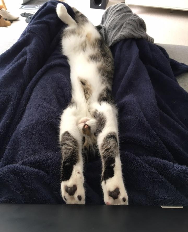 4lyfe_rescue's tweet photo. Flash Back Friday 🙆
#kittens4lyfe #catsofcanberra #kittensofinstagram #felinefine #FlashBackFriday #Friyay #Home4Lyfe https://t.co/4wpaOlQasE
