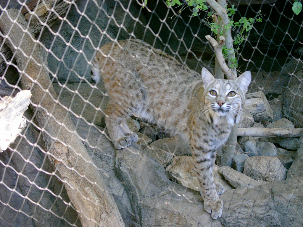 HourlyLynxes's tweet photo. HourlyLynxes presents: https://t.co/oDUFCNdrbw