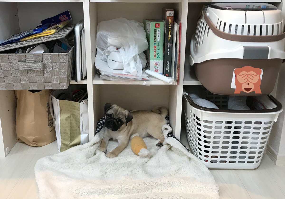 パグのグーちゃん お部屋備え付け収納の一画がお気に入りになったグーちゃん パグ ぱぐさんぽ 犬好きさんと繋がりたい 犬のいる生活