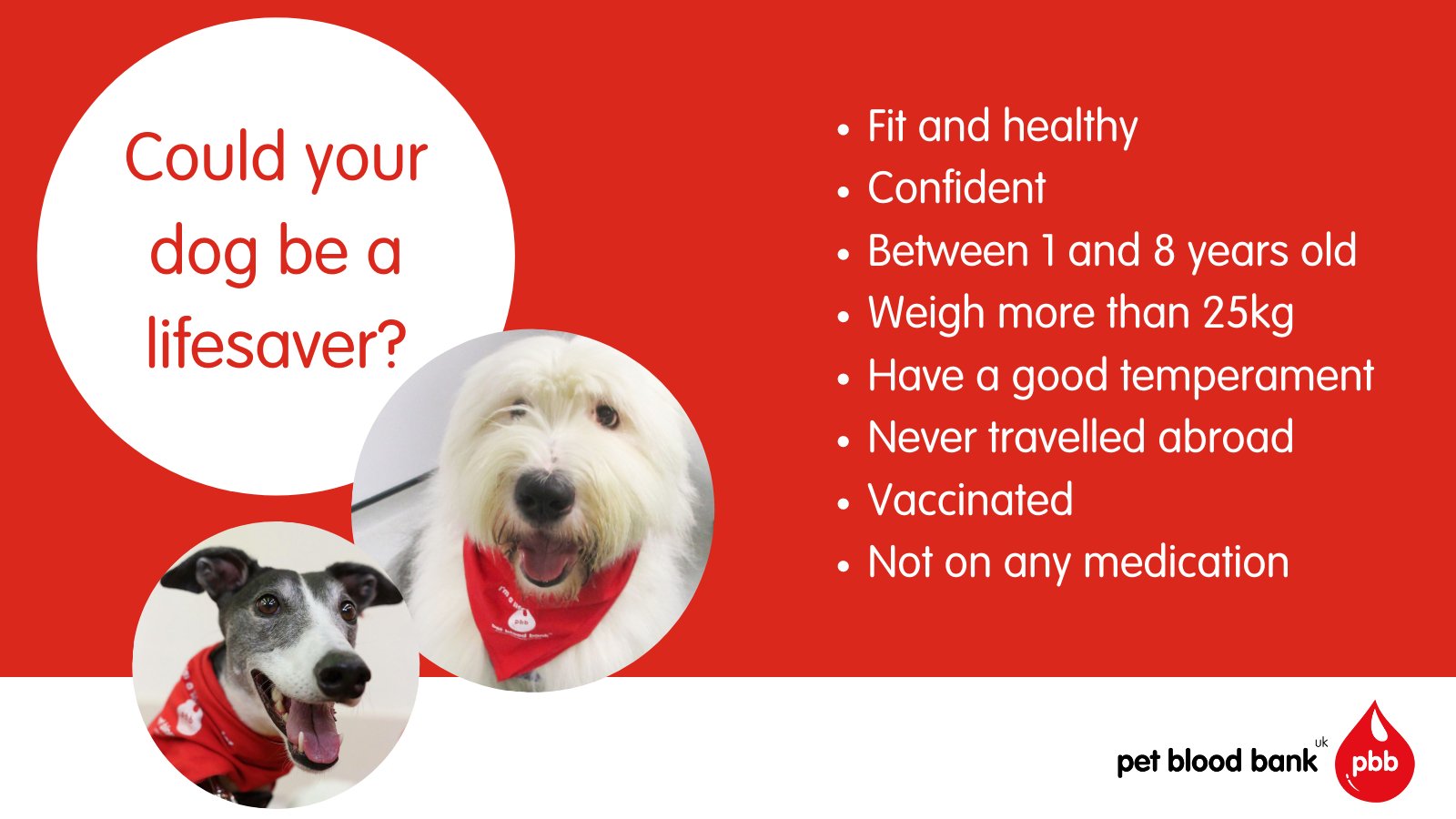 How Long Does It Take To Register A Puppy