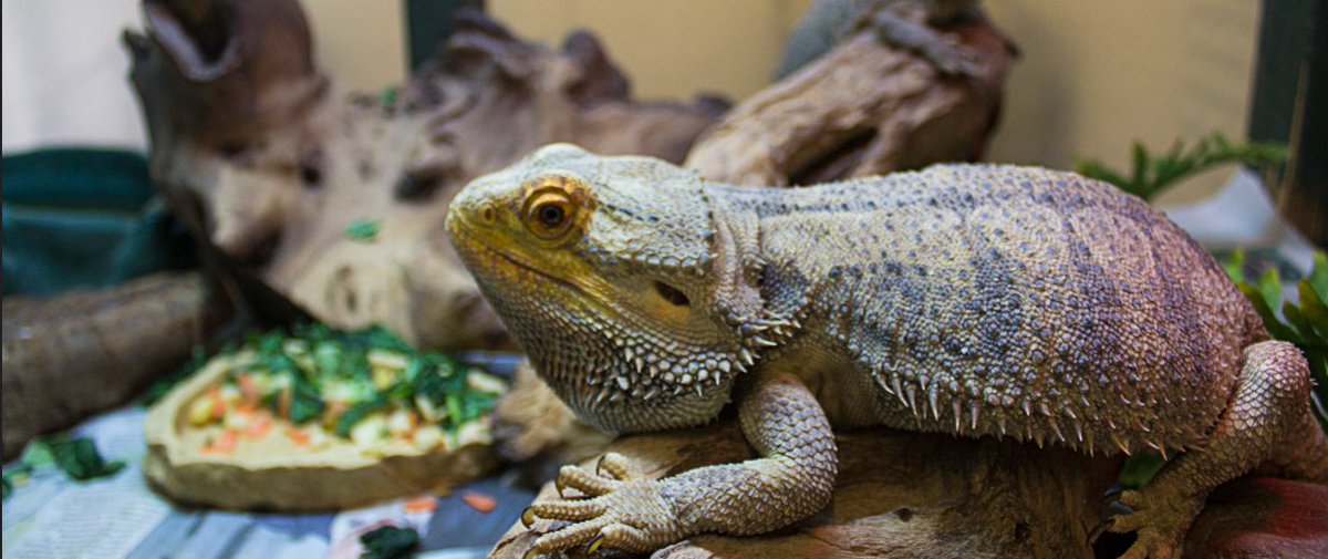 petsfdtnuk's tweet image. Do you know these Bearded Dragons facts?

- They can live for 10-15 years
- They're solitary creatures, so it's recommended not to have more than 1 in a vivarium
- They're omnivores. They’re content eating insects &amp;amp; vegetables

#Pets #PAHF #UniquePets