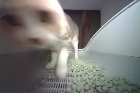 本日のうーちゃん(猫社員)
リモートの日はトレッタアプリで会えます。