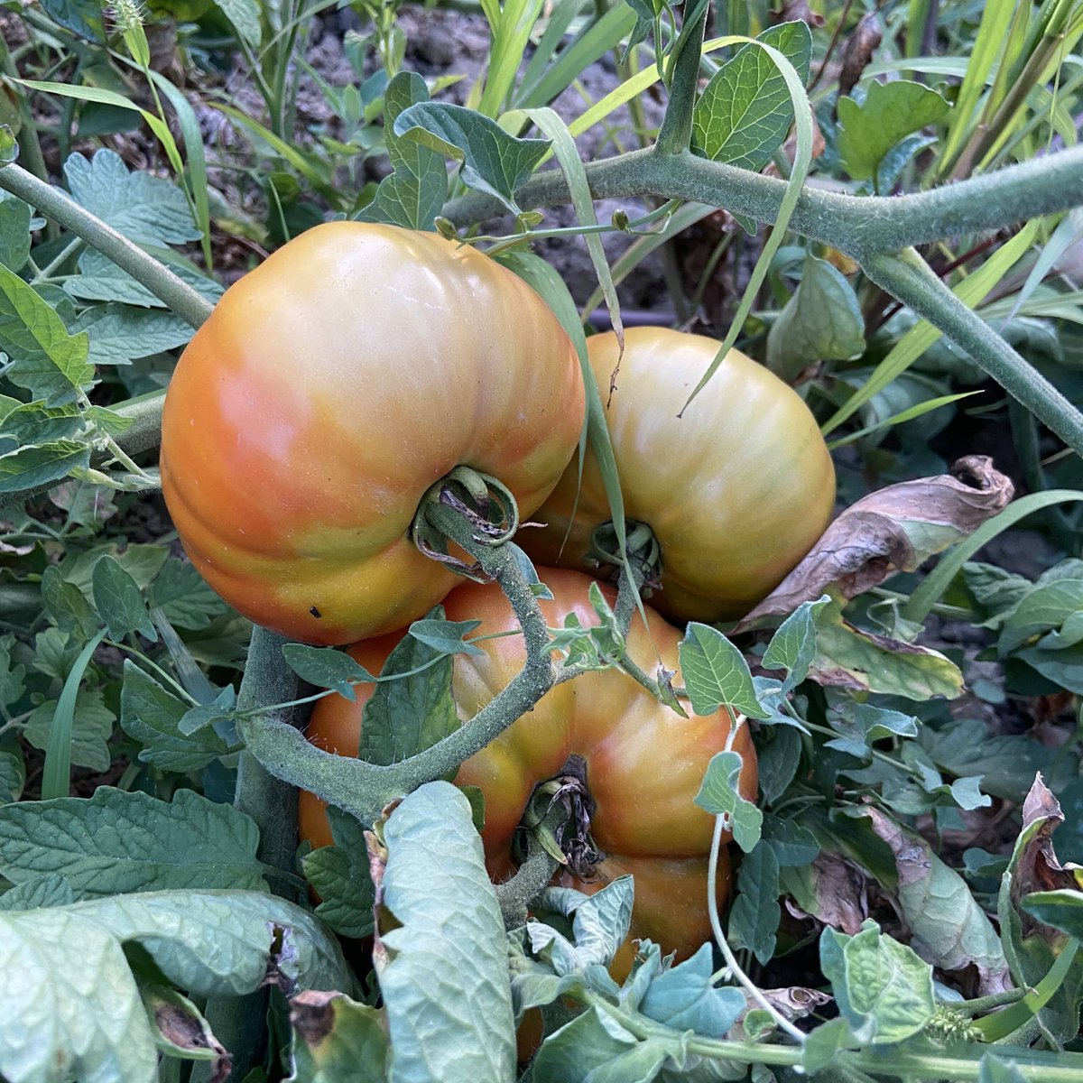HumusLombec's tweet photo. El tomate se encuentra todo el año en la península ibérica, pero su temporada natural es el verano. Los madurados al sol del verano alcanzan un nivel de sabor, tamaño y textura difíciles de superar por los cultivados en invernadero. ¡Consume #productosdetemporada siempre! https://t.co/Pn3HNKmCCK