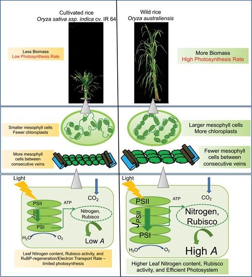 JXBot's tweet photo. High photosynthesis rate in two wild rice species is driven by leaf anatomy mediating high #Rubisco activity and electron transport rate https://t.co/HZGzeZ9CCI @Carbon_Explorer Anuradha Singh @Vikram28582443 @AashishPlantBio
#chlorophyllfluorescence #photosynthesis #rice https://t.co/88qP9Wwxgv