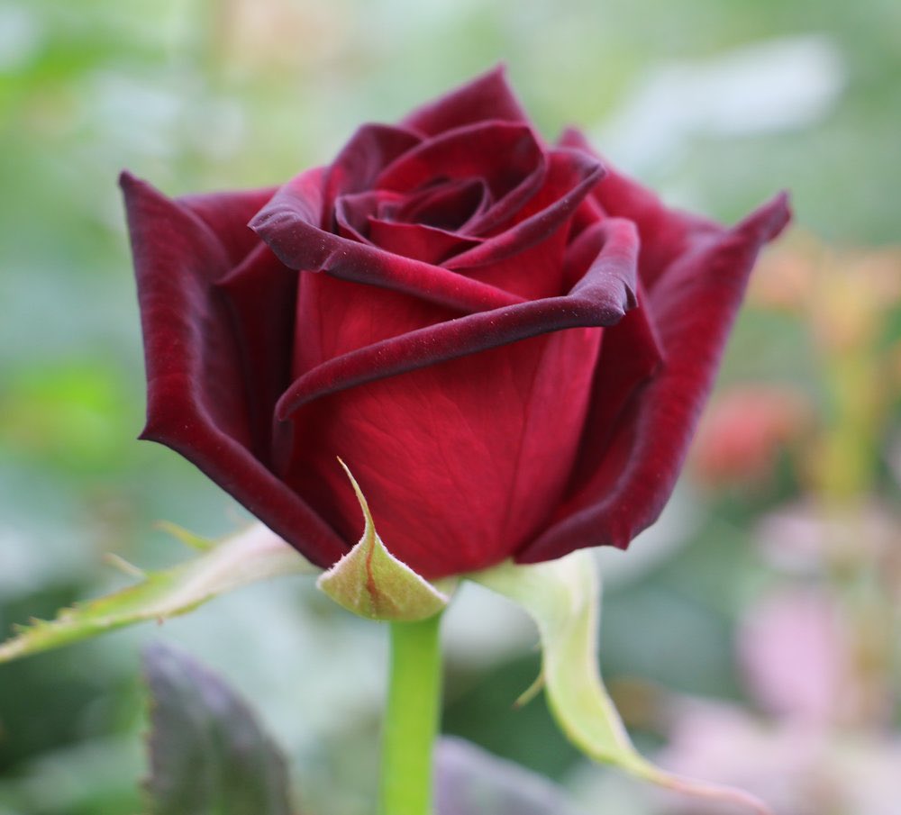 Solymasdanza's tweet photo. #HappyWeekend 
#TwitterWorld 
Flowers for you https://t.co/e0Kn4yrWoF