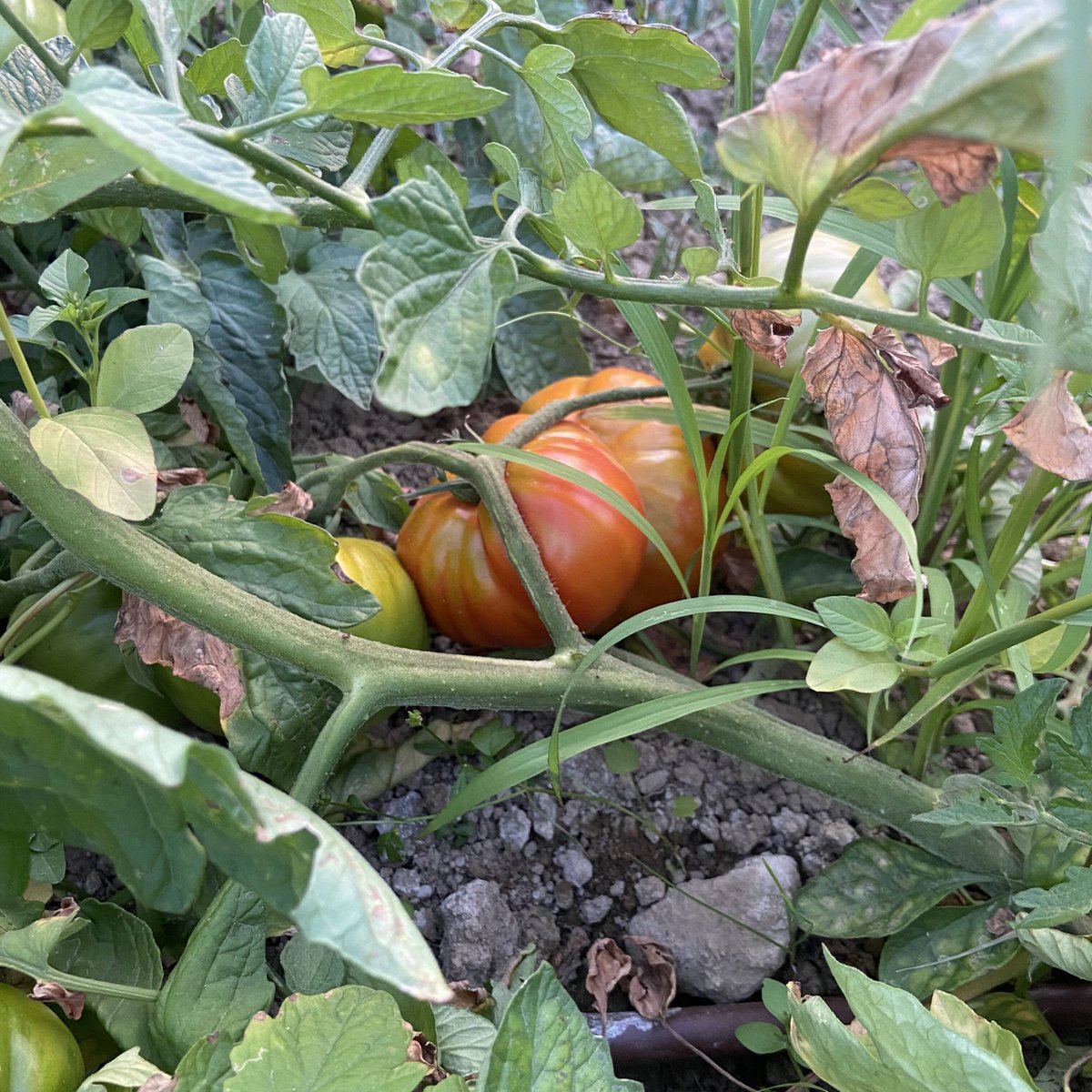 HumusLombec's tweet photo. El tomate se encuentra todo el año en la península ibérica, pero su temporada natural es el verano. Los madurados al sol del verano alcanzan un nivel de sabor, tamaño y textura difíciles de superar por los cultivados en invernadero. ¡Consume #productosdetemporada siempre! https://t.co/Pn3HNKmCCK