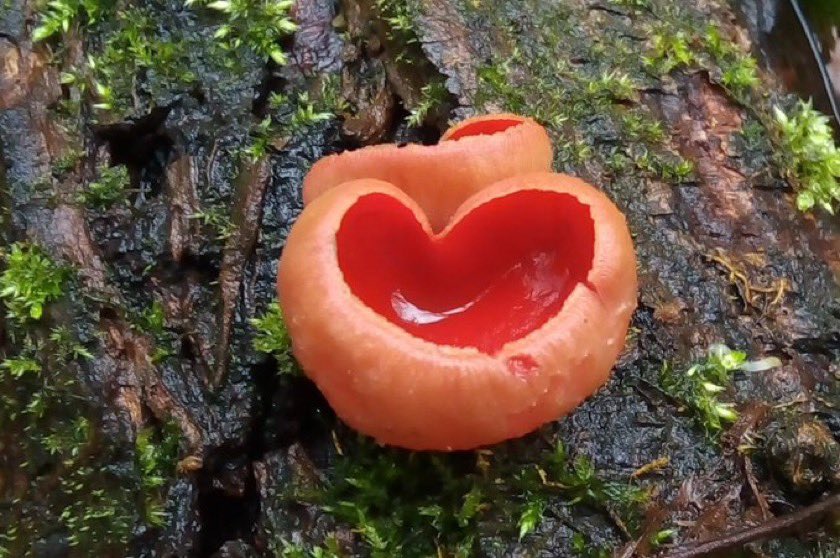 This is postdoc appreciation week. Can I say to my own that you are hugely appreciated every week! Thank you Alessandra, Dhara, Jane, Katja, Khalil, Laure & Mark. Here is a fungal heart! @dr_malavia @alesdantas
