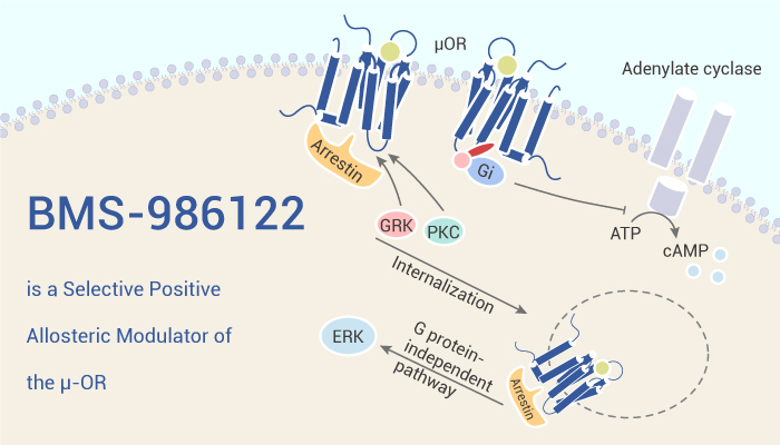MedChemExpress's tweet photo. BMS-986122 is a PAM of the mu-opioid receptor (#µ-OR). Shows potentiation of orthosteric agonist-mediated β-arrestin recruitment, adenylyl cyclase inhibition, and G protein activation. #DAMGO.#drugdiscovery. https://t.co/HIgRYtn7ST https://t.co/KA0e26ZkNO