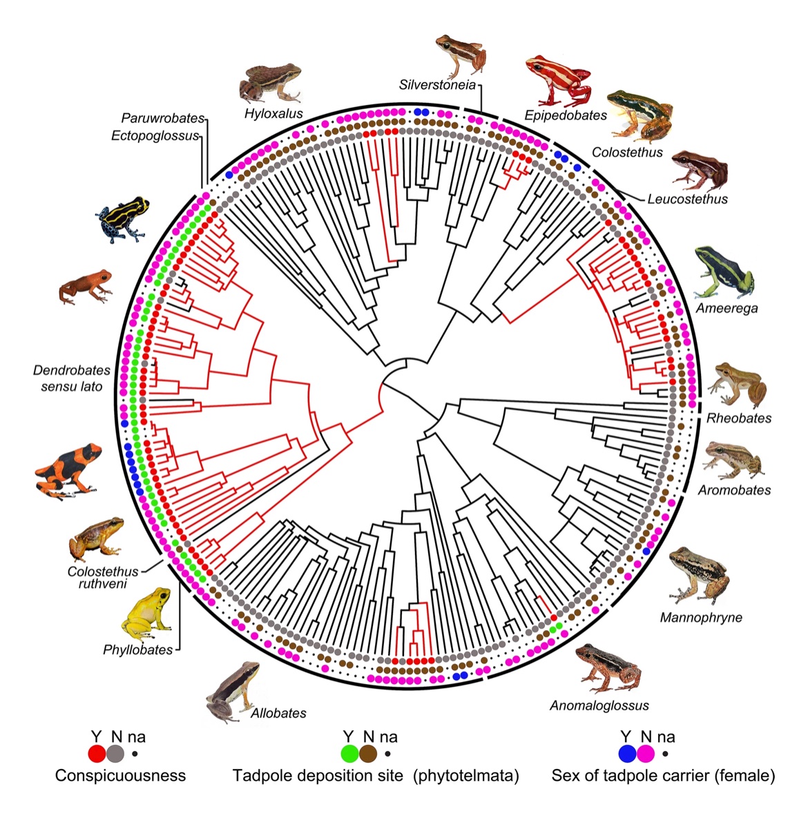 Bibiana Rojas (@biobiiana) on Twitter photo Super proud of <a href="/carvajaljcastro/">Juan Carvajal-Castro</a> for leading this work, out now in <a href="/SciReports/">Scientific Reports</a>: “Aposematism facilitates the diversification of #parentalcare strategies in #poisonfrogs” (1/n)
rdcu.be/cym70 #CienciaCriolla <a href="/jyuscience/">Faculty of Mathematics and Science</a> <a href="/VetmeduniVienna/">Vetmeduni</a> #KLIVV <a href="/StJohnsU/">St. John's University</a> <a href="/Uniquindio/">Uniquindío</a> Super proud of <a href="/carvajaljcastro/">Juan Carvajal-Castro</a> for leading this work, out now in <a href="/SciReports/">Scientific Reports</a>: “Aposematism facilitates the diversification of #parentalcare strategies in #poisonfrogs” (1/n)
rdcu.be/cym70 #CienciaCriolla <a href="/jyuscience/">Faculty of Mathematics and Science</a> <a href="/VetmeduniVienna/">Vetmeduni</a> #KLIVV <a href="/StJohnsU/">St. John's University</a> <a href="/Uniquindio/">Uniquindío</a>