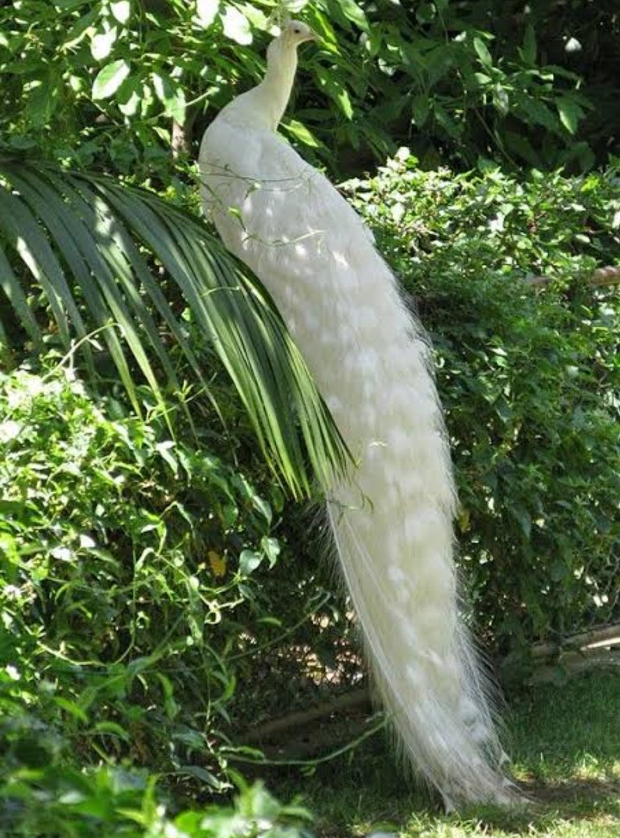 #Bandana prajapati🙏🌼🌱🌼🌱🌼
🌺🌱🌺🌾🌺🌱🌺🌾🌺🌱🌺🌾🌺
Beautiful Bird 🐦🐦🐧🦆🦆🐧🦅🦅🐧
🐤🐤🐧🐦🐦🐧🐥🐥🐧🐧🐦🐦🐦🐦