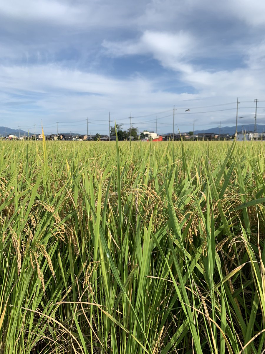 1158Tomo's tweet photo. 稲刈り後半戦🌾

#稲刈り
#稲刈り後半戦 https://t.co/n3B2quy7hz