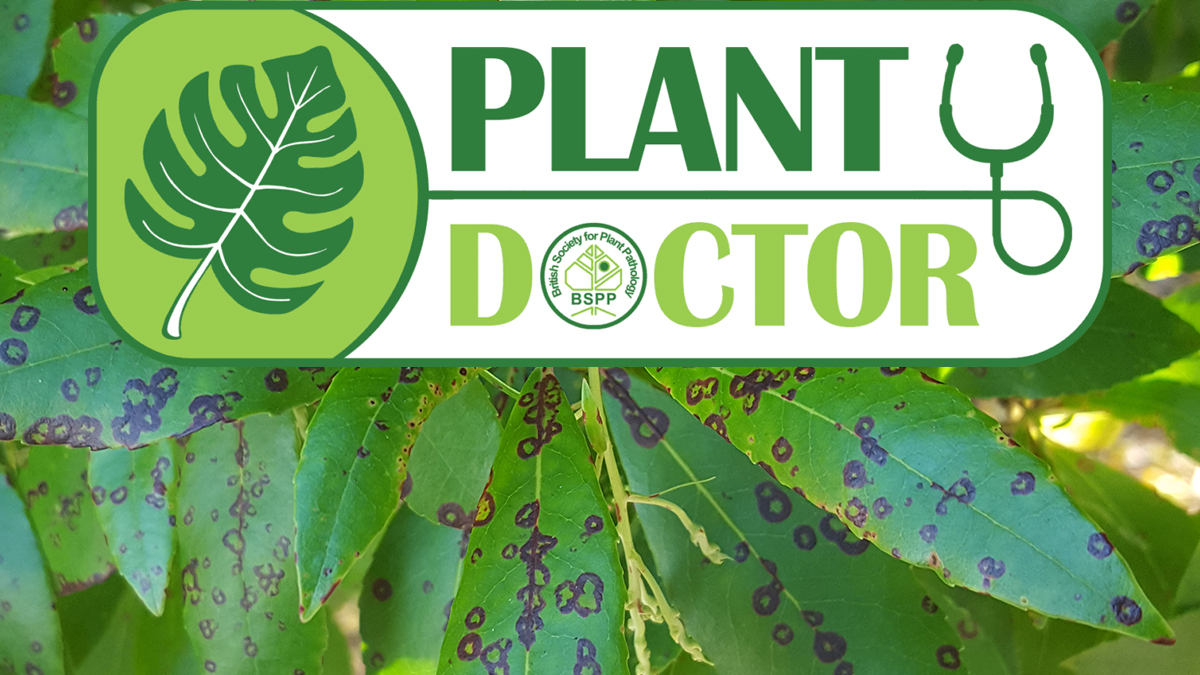 🍃🐛Test your knowledge with the Plant Doctor Quiz for September! 🍂🦠
bspp.org.uk/bspp-plant-doc…

Spots, galls, yellowing or blotch?
Bacteria, fungus, virus or insect?
Can you define the symptoms and their causes?
#PlantHealth #quiz #PlantDoctor #IYFV #plantdisease 
<a href="/CABI_Plantwise/">CABI PlantwisePlus</a>