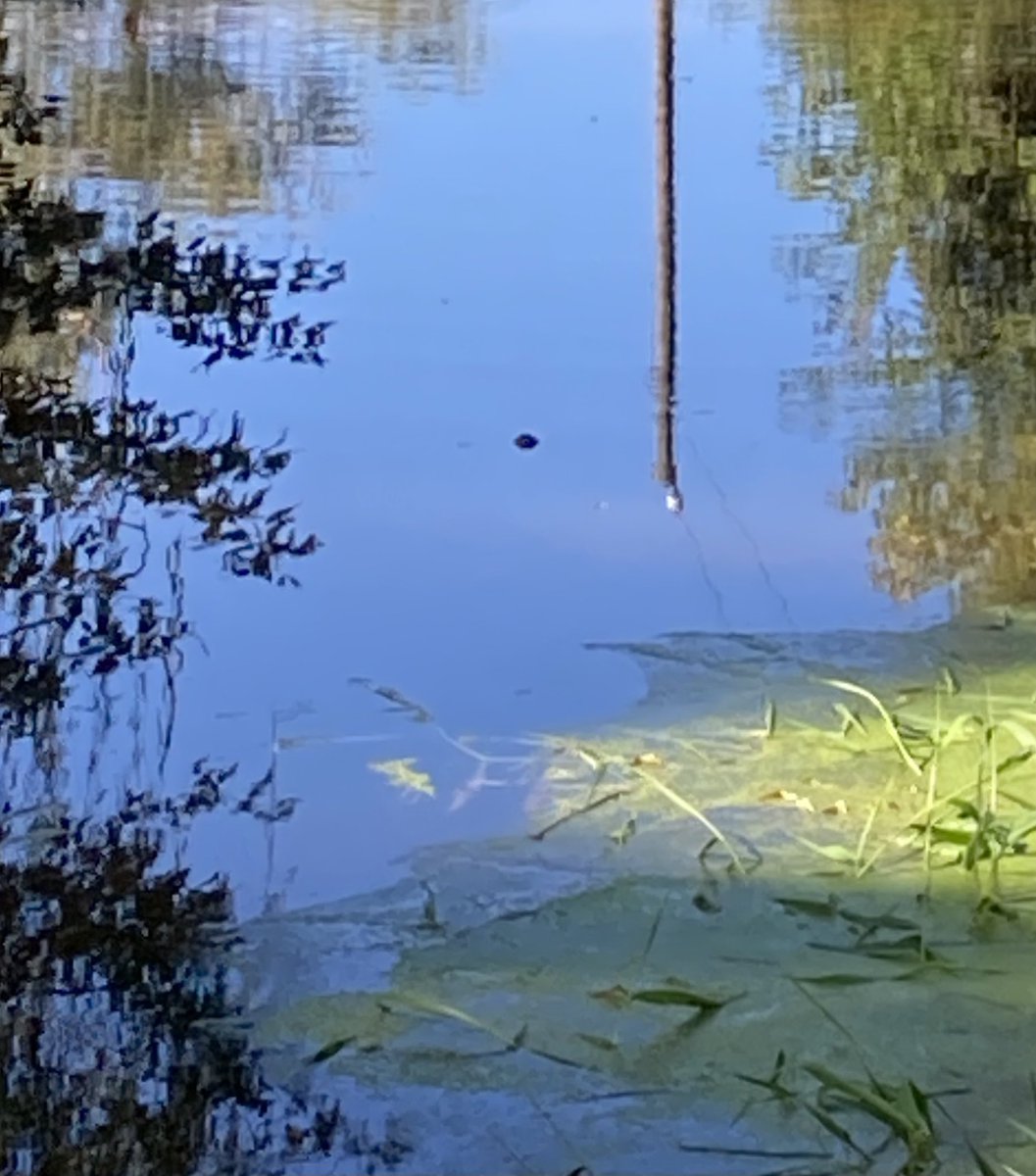 Fearless4th's tweet image. Some of our best observations this morning: Air Force One doing touch and go practice, and a tiny turtle (our inference) in the pond! #4thscience @BearCreekEtown