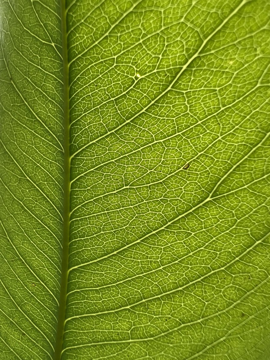 ThePhoneTalks's tweet photo. Apple iPhone 13 Pro "Macro" 📸 #AppleEvent #iPhone #iPhone13Pro #Apple @Apple https://t.co/CTaVPAz4Hs