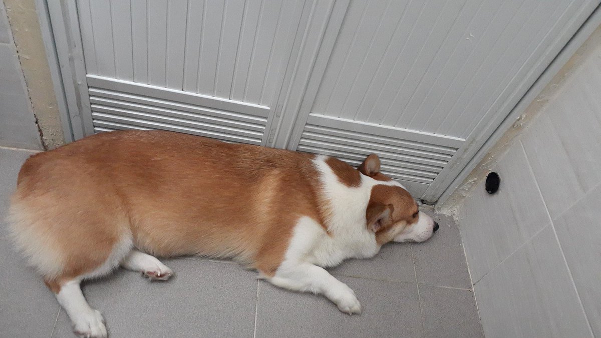 terkadang binatang lebih setia 
dri pada manusia 
padahal sama2 mahluk hidup 😄