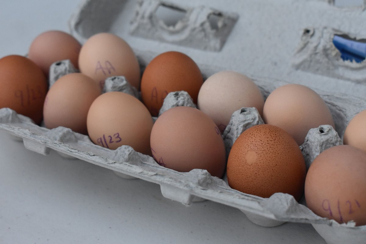 Brandon Hall School tweet media