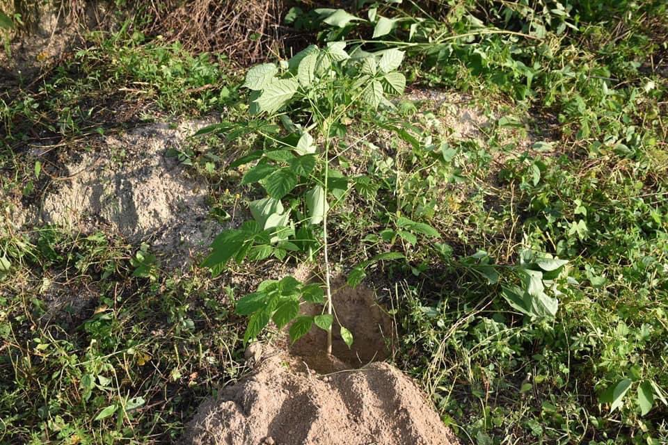 Esta mañana el área de Ecología Municipal llevó a cabo la plantación de árboles frutales y forestales, así como deshierbe en el perímetro del campo de fútbol en barrio Cuapinolito, ubicado en la cabecera municipal.
#ElCambioLoHacemosTodos