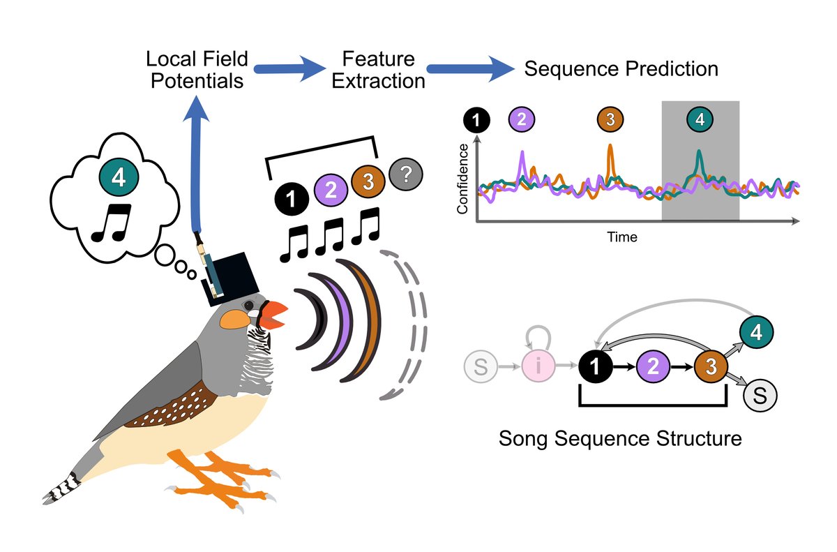 UCSD Engineering (@ucsdjacobs) on Twitter photo Decoding songbirds' brain signals to predict what and when the birds will sing—it's an approach that <a href="/darilbrown/">Daril Brown, PhD</a> (<a href="/UCSanDiego/">UC San Diego</a> electrical engineer and 2022 <a href="/SiebelScholars/">Siebel Scholars</a>) is using to help build human speech prostheses. bit.ly/BirdSyllables
<a href="/PLOSCompBiol/">PLOS Comp Biol</a> <a href="/kibm_ucsd/">KIBM</a> <a href="/NSF/">U.S. National Science Foundation</a> <a href="/NIH/">NIH</a> Decoding songbirds' brain signals to predict what and when the birds will sing—it's an approach that <a href="/darilbrown/">Daril Brown, PhD</a> (<a href="/UCSanDiego/">UC San Diego</a> electrical engineer and 2022 <a href="/SiebelScholars/">Siebel Scholars</a>) is using to help build human speech prostheses. bit.ly/BirdSyllables
<a href="/PLOSCompBiol/">PLOS Comp Biol</a> <a href="/kibm_ucsd/">KIBM</a> <a href="/NSF/">U.S. National Science Foundation</a> <a href="/NIH/">NIH</a>