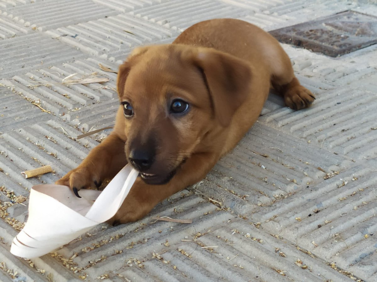 El pequeño YANDEL sigue sin familia, sólo tiene 3 meses y está creciendo solito y sin amor. Será de tamaño mediano y es un pedazo de pan, bueno, cariñoso y juguetón. Puede viajar a cualquier provincia, escríbenos y dale un hogar a este bombón!!🙏🏻🙏🏻
📩contacto@megacan.org