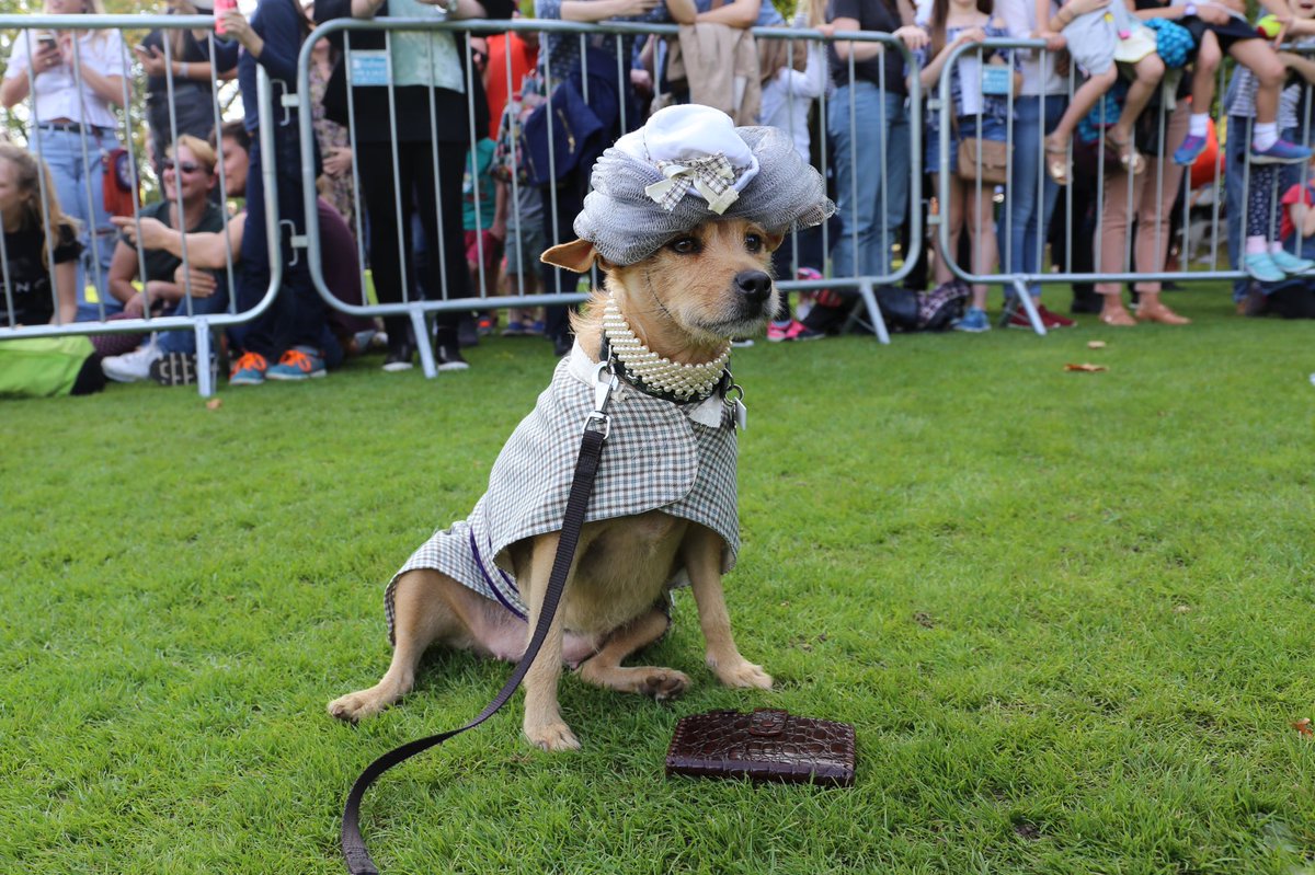 Sunday hat ✔️ Pearls ✔️ Purse ✔️ Matching coat ✔️  Is your pup ready to have the best day ever?! Just 2 SLEEPS TO G🐶 to SHOWTIME!!  FREE entry!  #chds2021 #welovechiswickhouse #dogfriendlylondon #chiswickbuzz