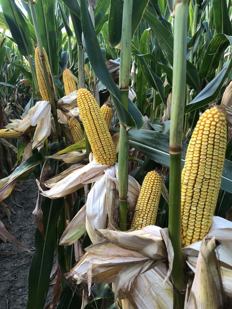 bohm_austin's tweet photo. DKC 63-91 was looking good last week in NC Indiana 🌽🌽🌽 #GrowWithCeres @Asgrow_DEKALB https://t.co/7JaDgx8aJC