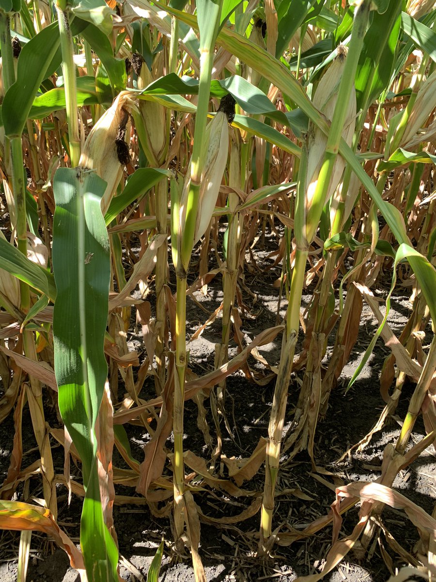 MNelson_ISU's tweet image. Spent some time looking at one of my Smart Corn System plots yesterday. 

This short corn was planted at ~46k in 20” rows, and the yield potential looks excellent! 
@BayerTraits #SmartCorn #ShortCorn