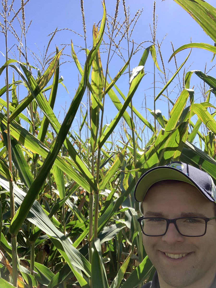MNelson_ISU's tweet image. Spent some time looking at one of my Smart Corn System plots yesterday. 

This short corn was planted at ~46k in 20” rows, and the yield potential looks excellent! 
@BayerTraits #SmartCorn #ShortCorn