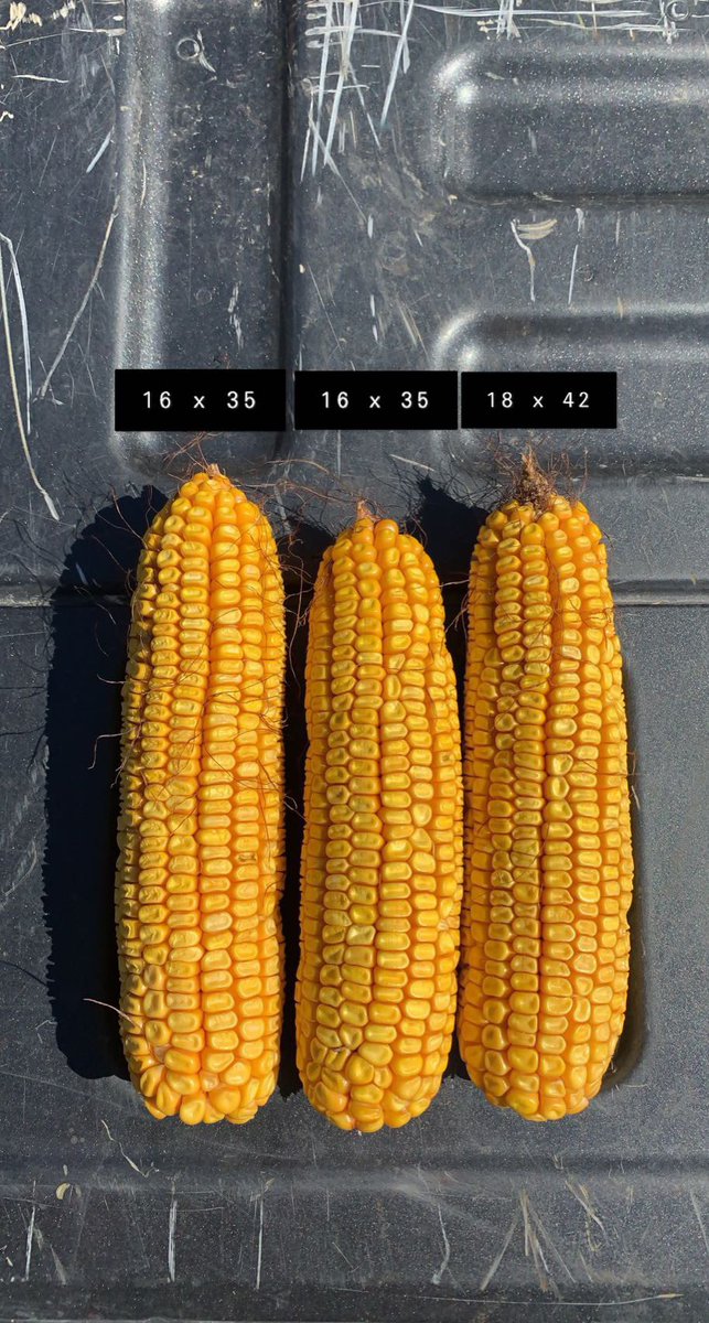 MNelson_ISU's tweet image. Spent some time looking at one of my Smart Corn System plots yesterday. 

This short corn was planted at ~46k in 20” rows, and the yield potential looks excellent! 
@BayerTraits #SmartCorn #ShortCorn