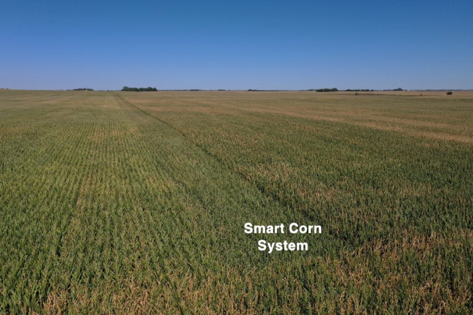 MNelson_ISU's tweet image. Spent some time looking at one of my Smart Corn System plots yesterday. 

This short corn was planted at ~46k in 20” rows, and the yield potential looks excellent! 
@BayerTraits #SmartCorn #ShortCorn