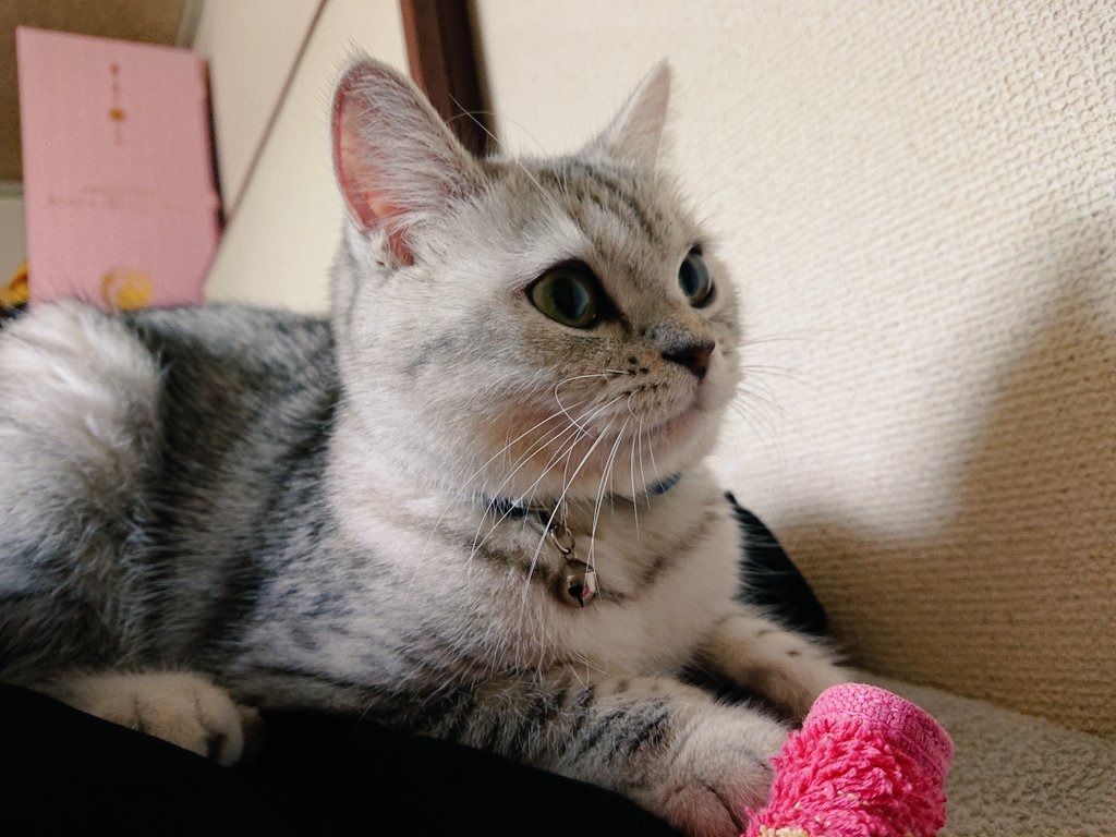 suya0806's tweet photo. おめめくりくり🥰

(最近洗濯物に乗っちゃう😇) https://t.co/Fs0JPDo41z