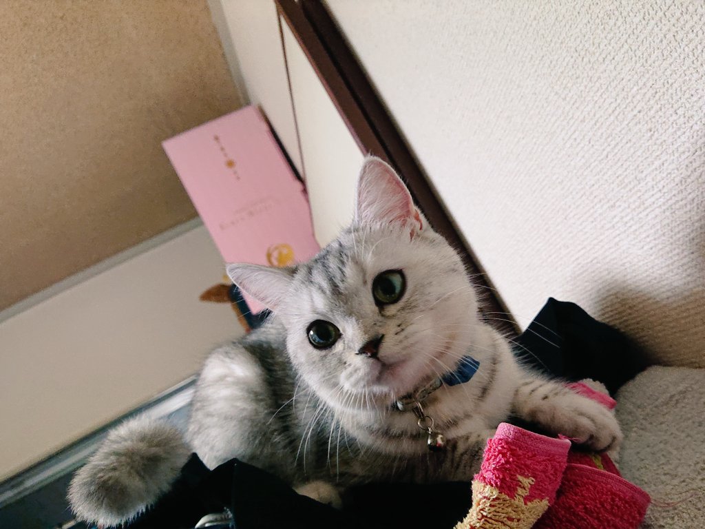 suya0806's tweet photo. おめめくりくり🥰

(最近洗濯物に乗っちゃう😇) https://t.co/Fs0JPDo41z