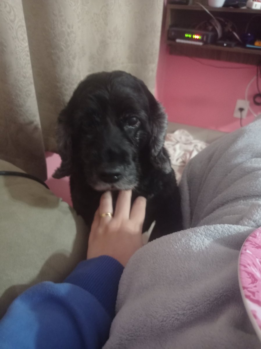 alinecdiniz's tweet photo. @leobagarolo Belinha, minha sênior de 11 anos. 💙 https://t.co/8wFTC7oeJc