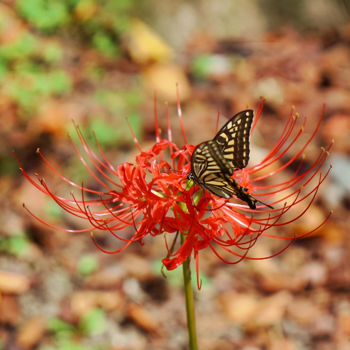 yt_innocent's tweet photo. 平野神社の彼岸花 🌼 Red spider lily in Hirano Shrine, Kyoto
.
#彼岸花 #ヒガンバナ #曼珠沙華 #redspiderlily #hellflower #redmagiclily #equinoxflower #lycorisradiata #平野神社 #HiranoShrine #京都 #Kyoto https://t.co/BU4TAZJjRk