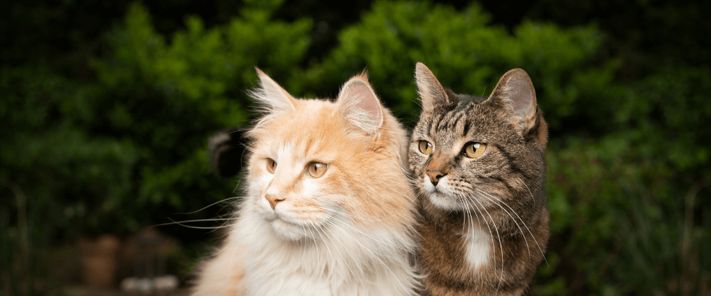 tamaracvets's tweet photo. How to Spot the Personality Differences Between Male and Female Cats https://t.co/14jPQWcUYp https://t.co/x1ASLfwgPw