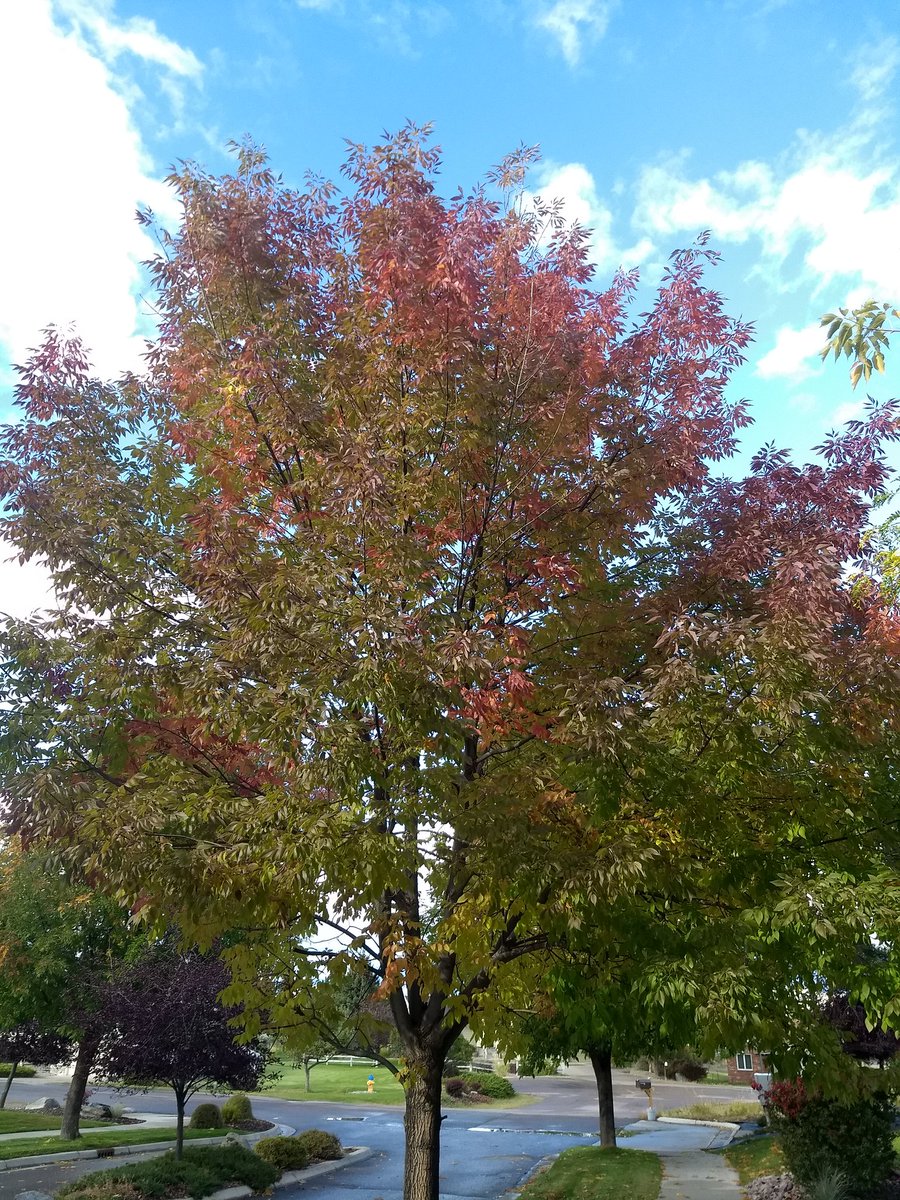 After studying ash for years, these trees are still my fall favorites! Some of the last to leaf out in spring, and some of the first to change color in the fall. #FraxinusAmericana #FallFoliage