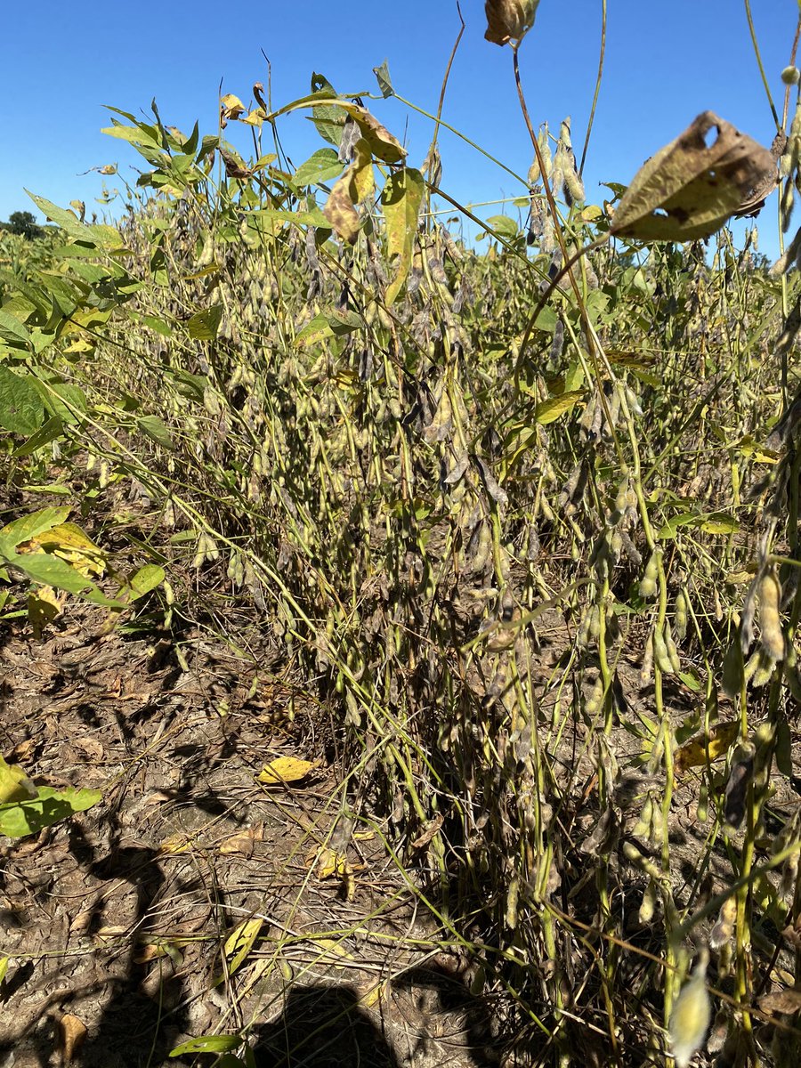 MPlumblee's tweet photo. Susceptible soybean variety planted in a field with damaging levels of root-knot nematode. Field was split with a later MG soybean with SRK resistance. #soybean #nematode #varietyselection @CUESNews https://t.co/eLiqPlf5Vr