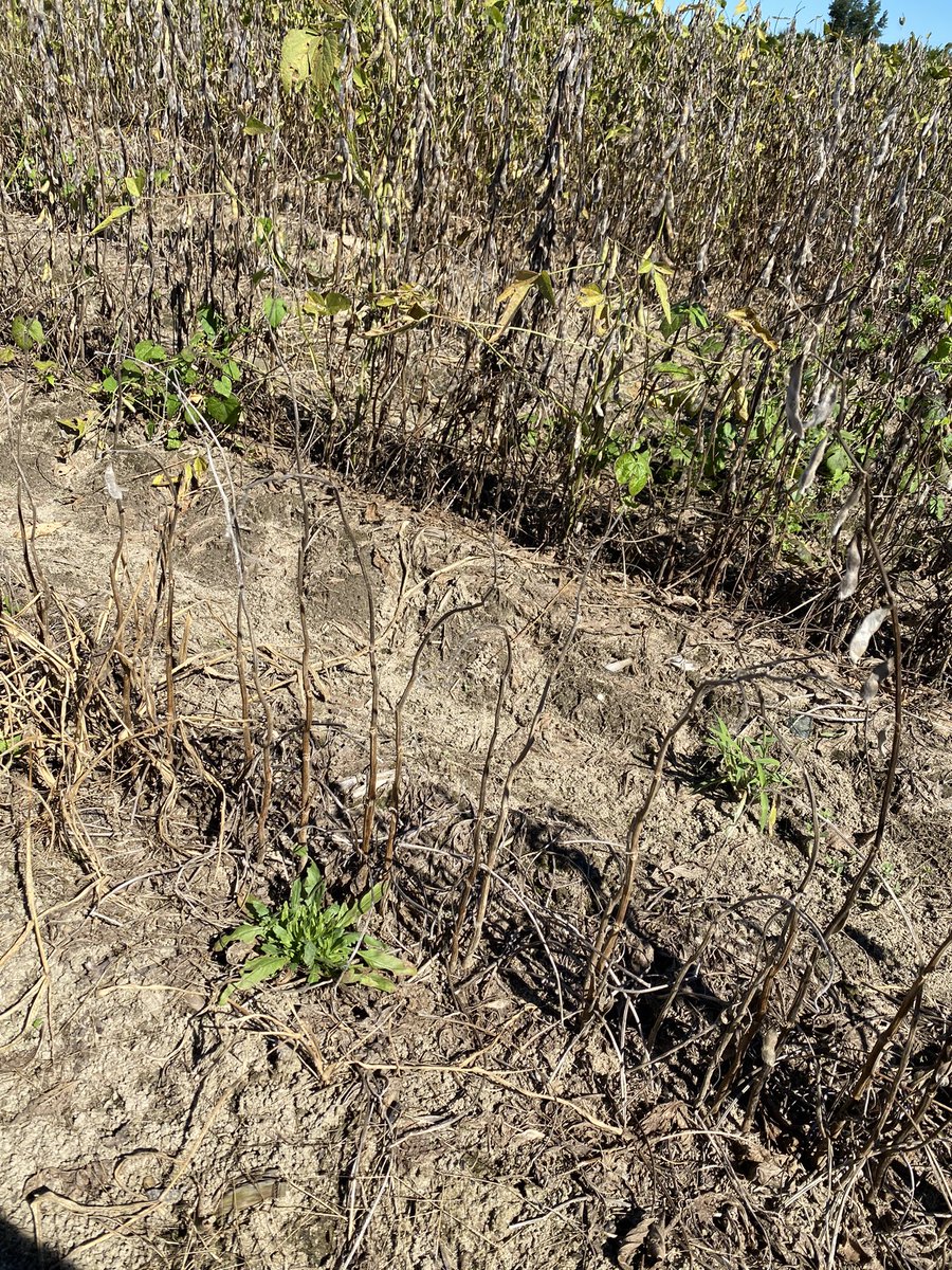 MPlumblee's tweet photo. Susceptible soybean variety planted in a field with damaging levels of root-knot nematode. Field was split with a later MG soybean with SRK resistance. #soybean #nematode #varietyselection @CUESNews https://t.co/eLiqPlf5Vr
