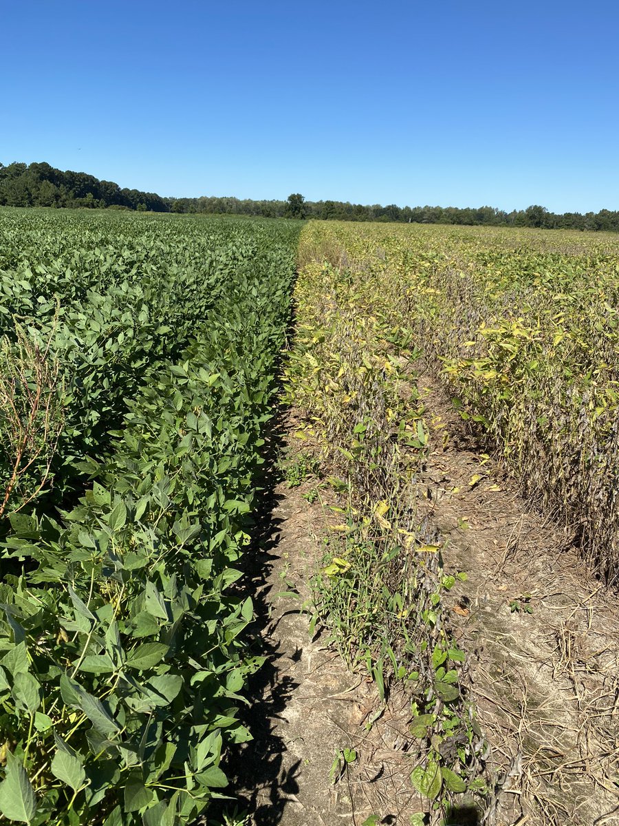 MPlumblee's tweet photo. Susceptible soybean variety planted in a field with damaging levels of root-knot nematode. Field was split with a later MG soybean with SRK resistance. #soybean #nematode #varietyselection @CUESNews https://t.co/eLiqPlf5Vr