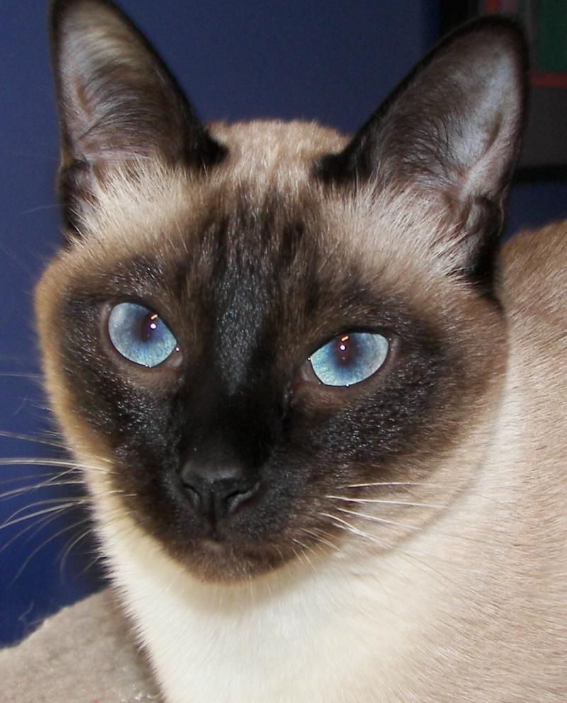 my_siamese's tweet photo. For the love of her eyes follow her on her YouTube channel. Put massive likes.
https://t.co/2dz42ZlbuH
#catsofworld #catsofinsta#catslover #catslife #catsoftheworld #catsoftheday #catslovers
#catscatscats #catskills #catsofday
#catOfTwitter #CatsOfTwitter https://t.co/iOCV6zaFno