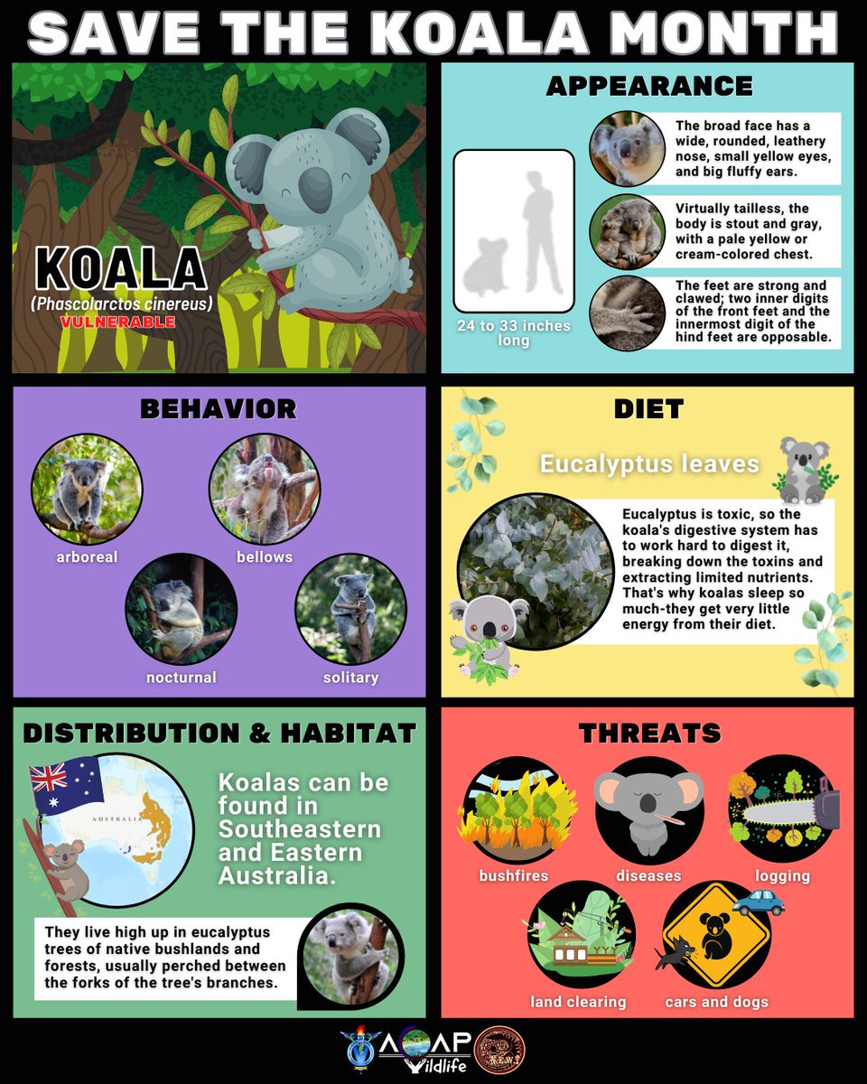 CLSU_VC10's tweet photo. September 24 is Koala Day!
#NEWTNEB #VC10 #ACAPWildlife #SavetheKoalaDay #SavetheKoalaMonth https://t.co/v6q3xM83vY