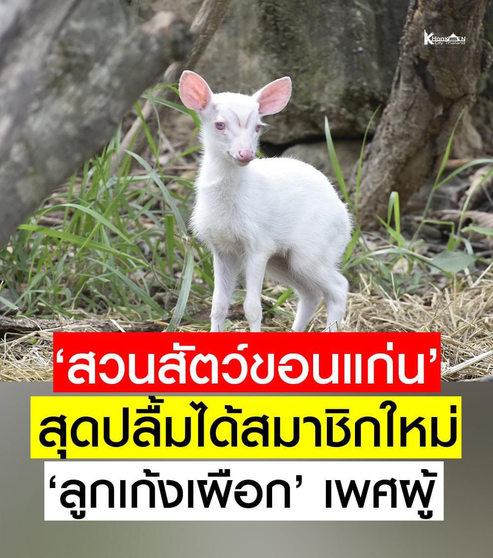 ศัพท์บัญญัติใหม่ เก้งเผือก = เกย์ตัวท็อปแรร์ไอเท็ม